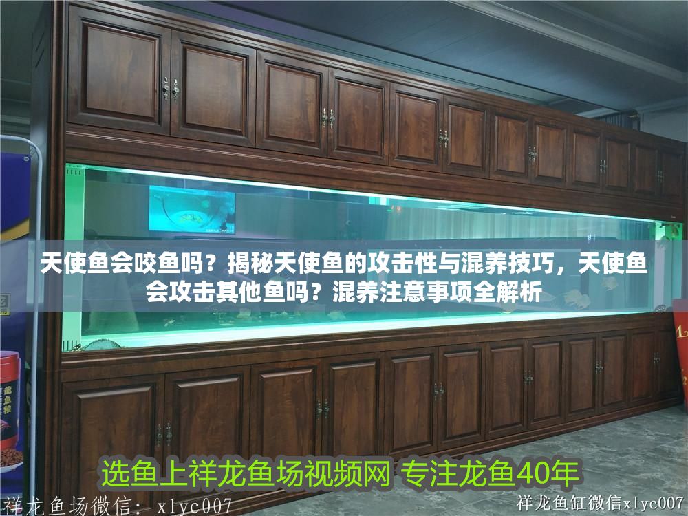 天使魚會咬魚嗎？揭秘天使魚的攻擊性與混養技巧，天使魚會攻擊其他魚嗎？混養注意事項全解析