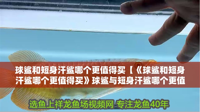球鯊和短身汗鯊哪個更值得買【《球鯊和短身汗鯊哪個更值得買》球鯊與短身汗鯊哪個更值得買】 球鯊和短身汗鯊哪個更值得買【《球鯊和短身汗鯊哪個更值得買》球鯊與短身汗鯊哪個更值得買】 龍魚論壇