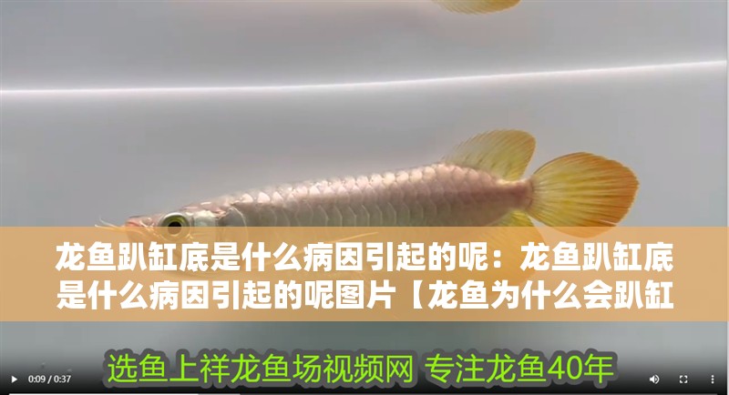 龍魚趴缸底是什么病因引起的呢：龍魚趴缸底是什么病因引起的呢圖片【龍魚為什么會趴缸底】