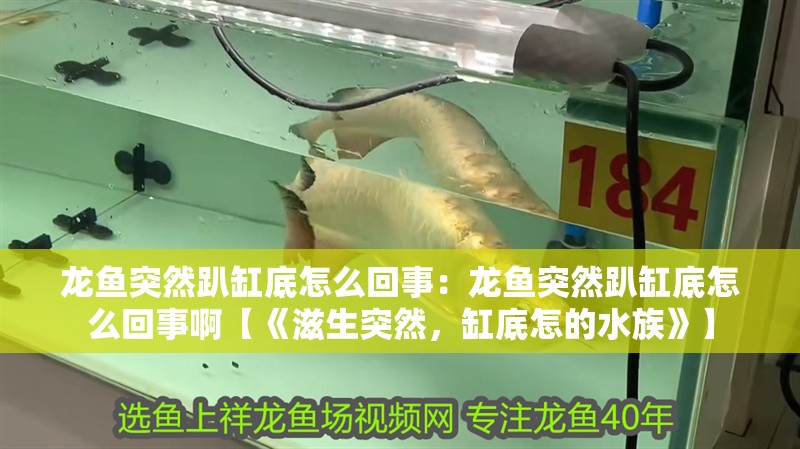 龍魚突然趴缸底怎么回事：龍魚突然趴缸底怎么回事啊【《滋生突然，缸底怎的水族》】