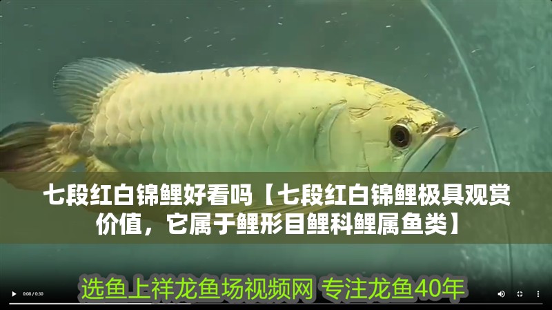 七段紅白錦鯉好看嗎【七段紅白錦鯉極具觀賞價值，它屬于鯉形目鯉科鯉屬魚類】