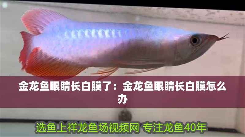 金龍魚眼睛長白膜了：金龍魚眼睛長白膜怎么辦