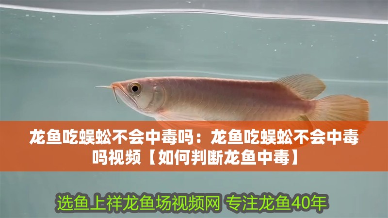 龍魚吃蜈蚣不會中毒嗎：龍魚吃蜈蚣不會中毒嗎視頻【如何判斷龍魚中毒】 龍魚吃蜈蚣不會中毒嗎：龍魚吃蜈蚣不會中毒嗎視頻【如何判斷龍魚中毒】 水族問答