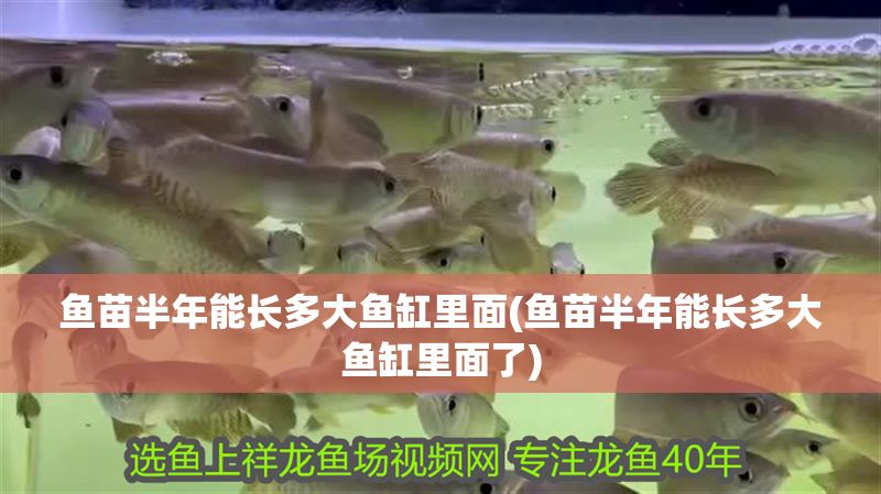 魚苗半年能長多大魚缸里面(魚苗半年能長多大魚缸里面了)