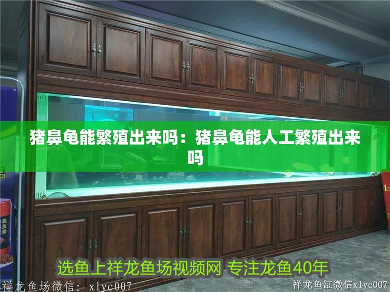 豬鼻龜能繁殖出來嗎：豬鼻龜能人工繁殖出來嗎