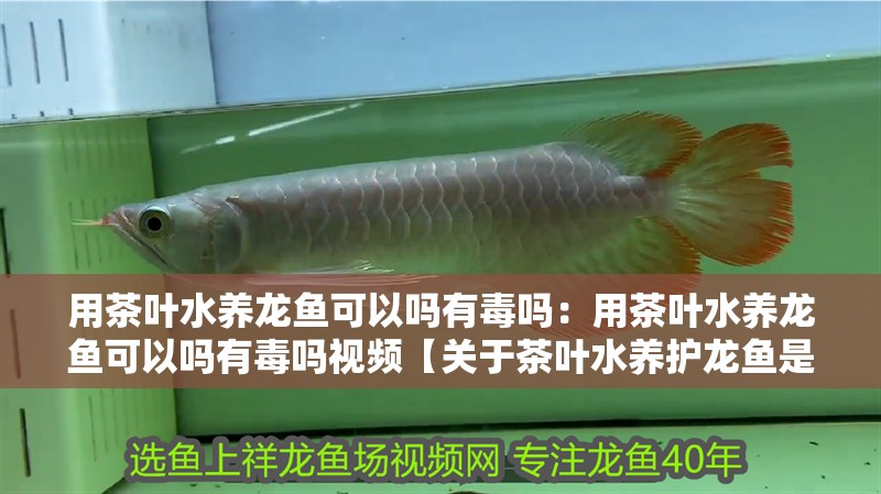 用茶葉水養(yǎng)龍魚可以嗎有毒嗎：用茶葉水養(yǎng)龍魚可以嗎有毒嗎視頻【關(guān)于茶葉水養(yǎng)護(hù)龍魚是否可以吸收多余養(yǎng)龍魚的危害】