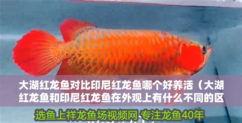 大湖紅龍魚(yú)對(duì)比印尼紅龍魚(yú)哪個(gè)好養(yǎng)活（大湖紅龍魚(yú)和印尼紅龍魚(yú)在外觀上有什么不同的區(qū)別）