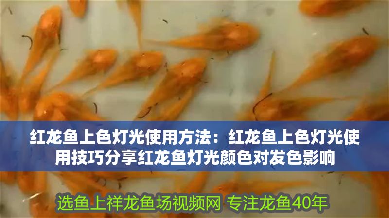 紅龍魚上色燈光使用方法：紅龍魚上色燈光使用技巧分享紅龍魚燈光顏色對發色影響