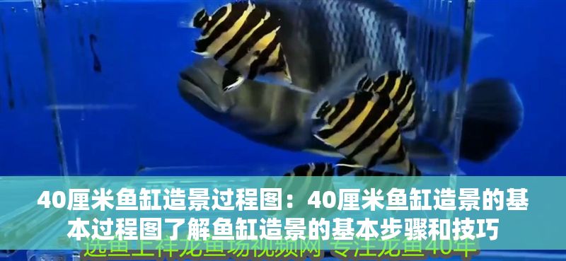 40厘米魚缸造景過程圖：40厘米魚缸造景的基本過程圖了解魚缸造景的基本步驟和技巧