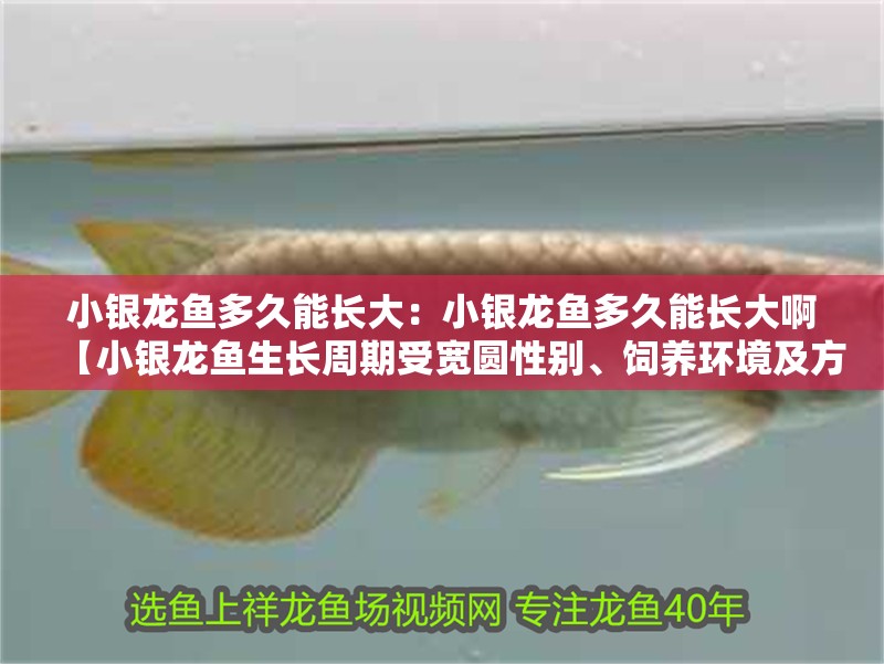 小銀龍魚多久能長大：小銀龍魚多久能長大啊【小銀龍魚生長周期受寬圓性別、飼養環境及方式等因素】