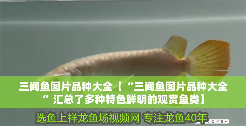 三間魚圖片品種大全【“三間魚圖片品種大全”匯總了多種特色鮮明的觀賞魚類】