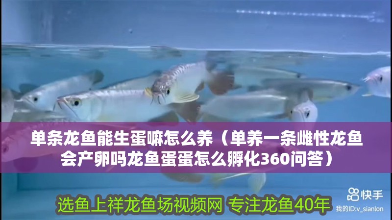 單條龍魚能生蛋嘛怎么養（單養一條雌性龍魚會產卵嗎龍魚蛋蛋怎么孵化360問答）