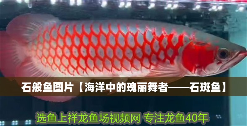 石般魚圖片【海洋中的瑰麗舞者——石斑魚】