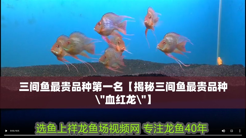 三間魚最貴品種第一名【揭秘三間魚最貴品種\