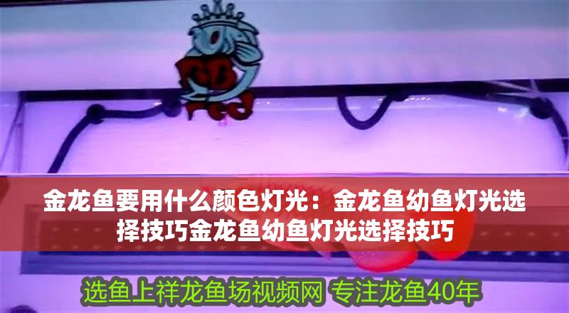 金龍魚要用什么顏色燈光：金龍魚幼魚燈光選擇技巧金龍魚幼魚燈光選擇技巧