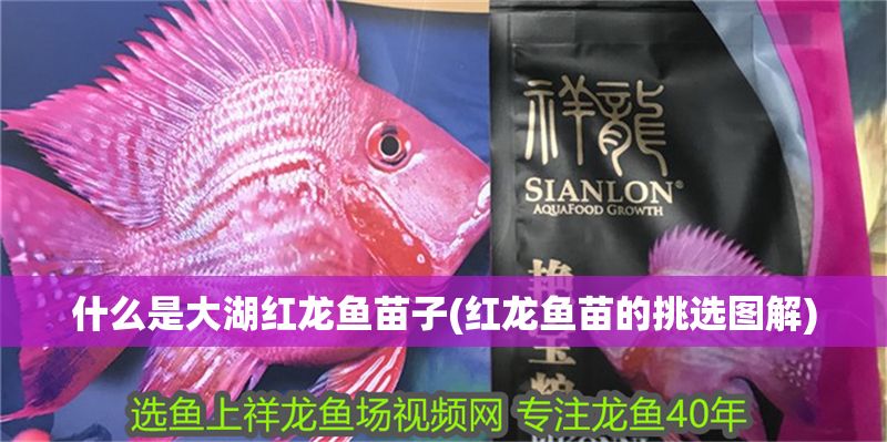 什么是大湖紅龍魚苗子(紅龍魚苗的挑選圖解)