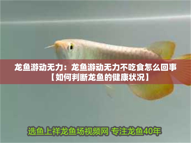 龍魚游動無力：龍魚游動無力不吃食怎么回事【如何判斷龍魚的健康狀況】