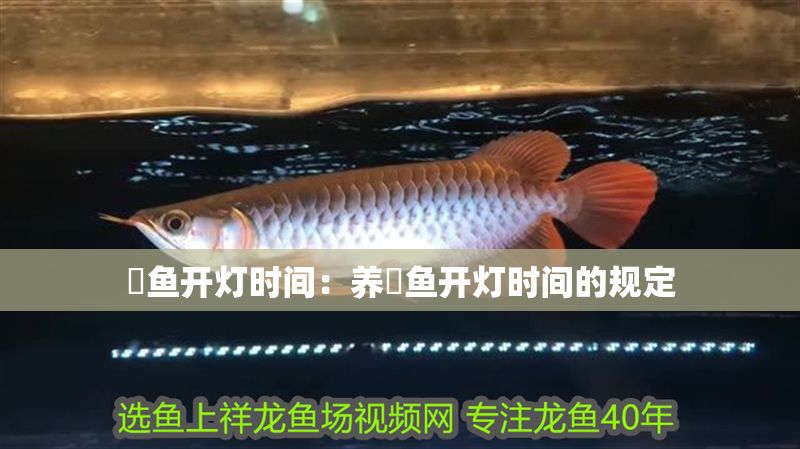 魟魚開燈時間：養(yǎng)魟魚開燈時間的規(guī)定