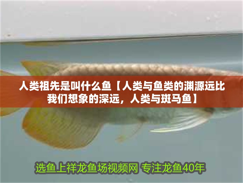 人類祖先是叫什么魚【人類與魚類的淵源遠比我們想象的深遠，人類與斑馬魚】