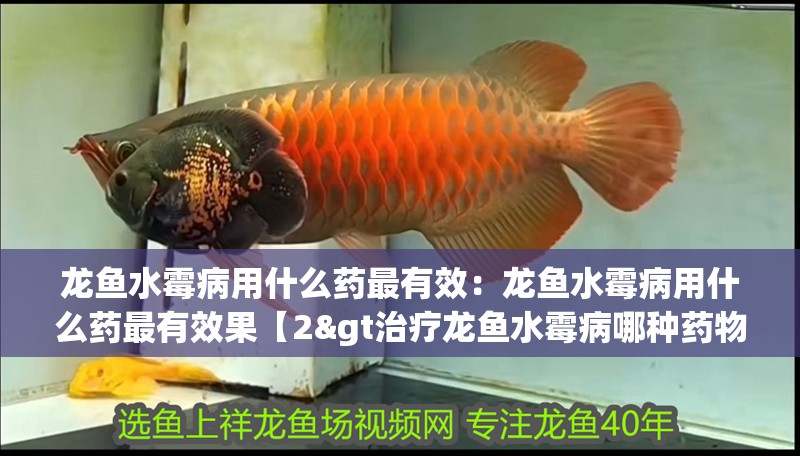 龍魚水霉病用什么藥最有效：龍魚水霉病用什么藥最有效果【2&gt治療龍魚水霉病哪種藥物效果最佳】 龍魚水霉病用什么藥最有效：龍魚水霉病用什么藥最有效果【2&gt治療龍魚水霉病哪種藥物效果最佳】 水族問答