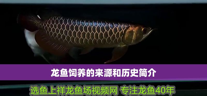 龍魚飼養的來源和歷史簡介