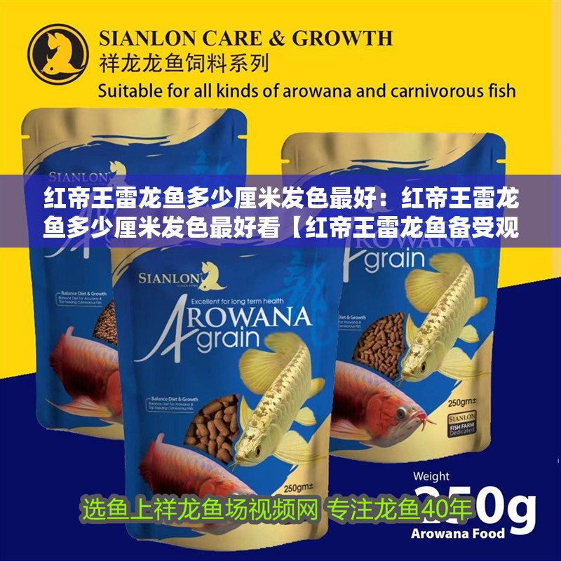 紅帝王雷龍魚多少厘米發色最好：紅帝王雷龍魚多少厘米發色最好看【紅帝王雷龍魚備受觀賞魚愛好者青睞的色彩狀態是大家關注的重點】