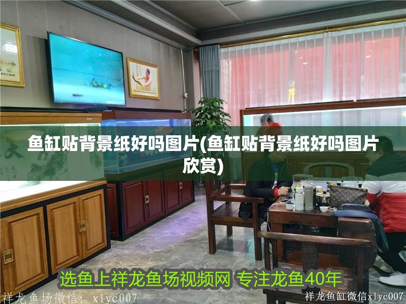 魚缸貼背景紙好嗎圖片(魚缸貼背景紙好嗎圖片欣賞)