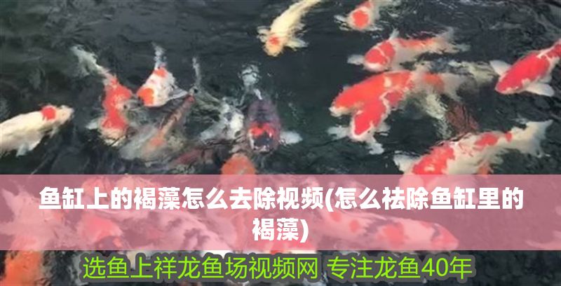 魚缸上的褐藻怎么去除視頻(怎么祛除魚缸里的褐藻)