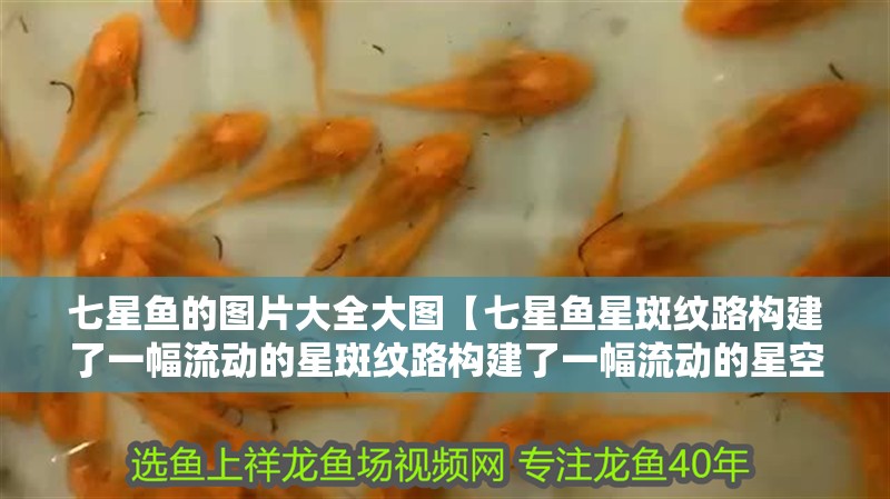 七星魚的圖片大全大圖【七星魚星斑紋路構建了一幅流動的星斑紋路構建了一幅流動的星空圖】