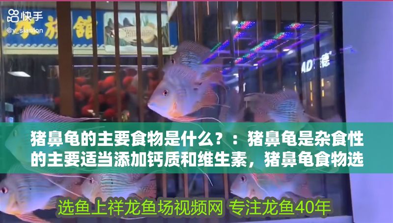 豬鼻龜的主要食物是什么？：豬鼻龜是雜食性的主要適當添加鈣質和維生素，豬鼻龜食物選擇技巧