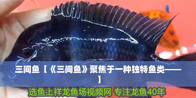 三間魚【《三間魚》聚焦于一種獨特魚類——】