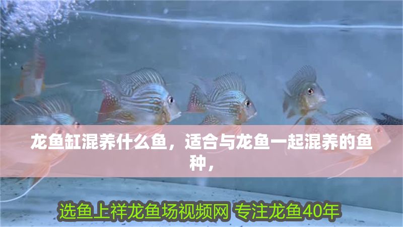 龍魚缸混養(yǎng)什么魚，適合與龍魚一起混養(yǎng)的魚種，