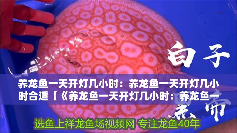 養(yǎng)龍魚一天開燈幾小時：養(yǎng)龍魚一天開燈幾小時合適【《養(yǎng)龍魚一天開燈幾小時：養(yǎng)龍魚一天開燈幾小時時間彌補自然光照】