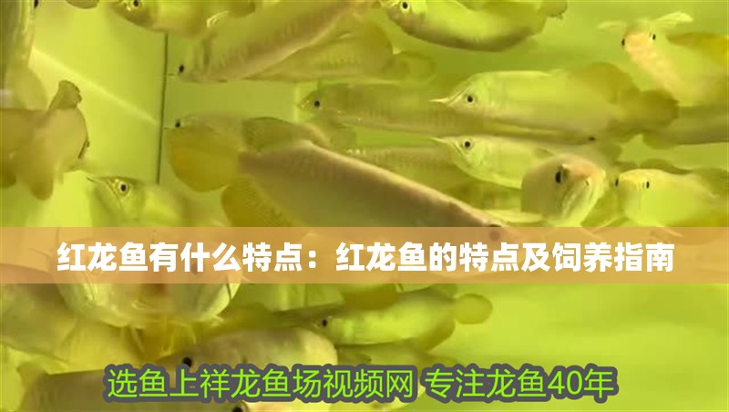 紅龍魚有什么特點：紅龍魚的特點及飼養指南