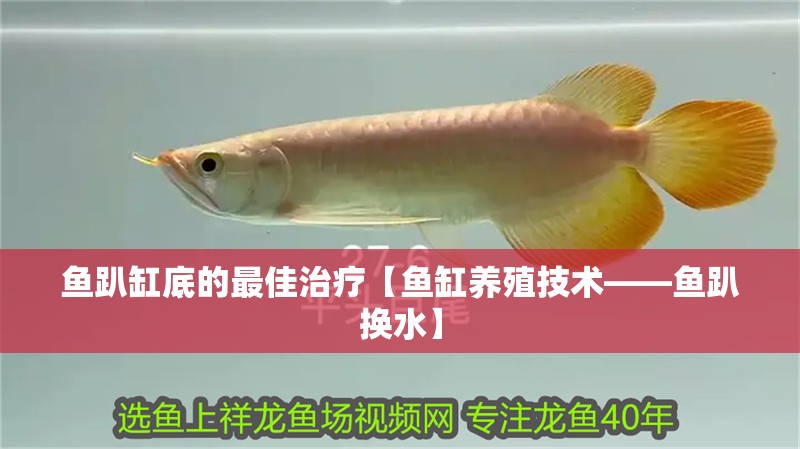 魚趴缸底的最佳治療【魚缸養殖技術——魚趴換水】