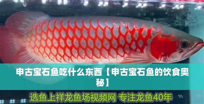 申古寶石魚吃什么東西【申古寶石魚的飲食奧秘】