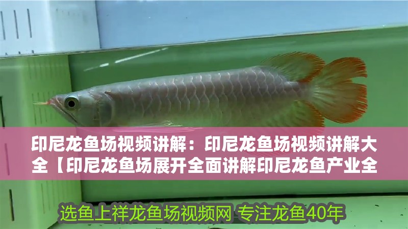 印尼龍魚場視頻講解：印尼龍魚場視頻講解大全【印尼龍魚場展開全面講解印尼龍魚產業全球改良目標性】