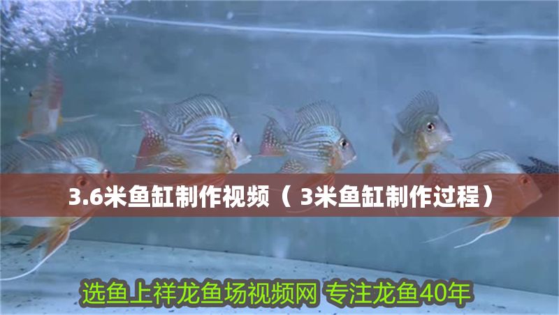 3.6米魚缸制作視頻( 3米魚缸制作過程) 金龍魚百科 第1張 3.6米魚缸制作視頻( 3米魚缸制作過程) 3.6米魚缸制作視頻( 3米魚缸制作過程) 金龍魚百科 第1張