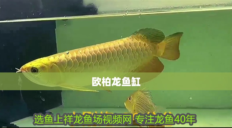 歐柏龍魚(yú)缸