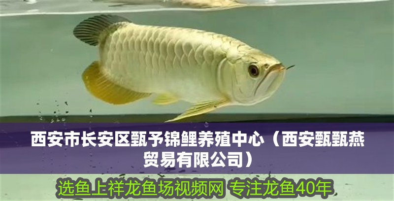 西安市長安區甄予錦鯉養殖中心（西安甄甄燕貿易有限公司）