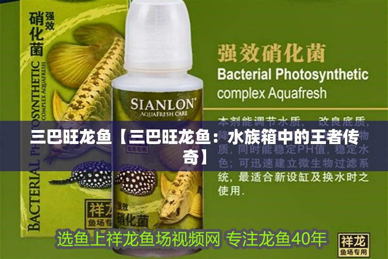 三巴旺龍魚【三巴旺龍魚：水族箱中的王者傳奇】