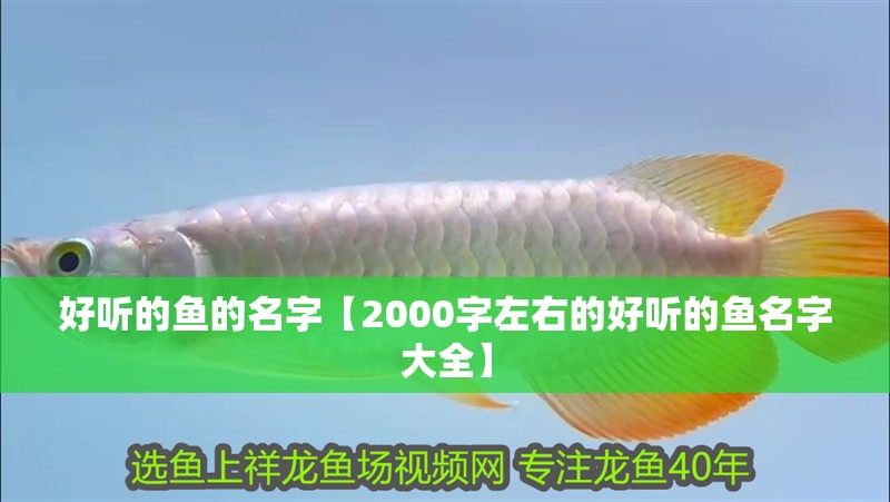 好聽的魚的名字【2000字左右的好聽的魚名字大全】