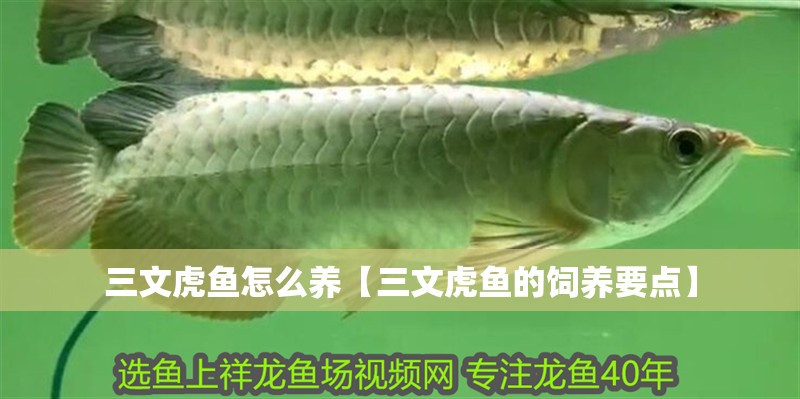 三文虎魚怎么養【三文虎魚的飼養要點】