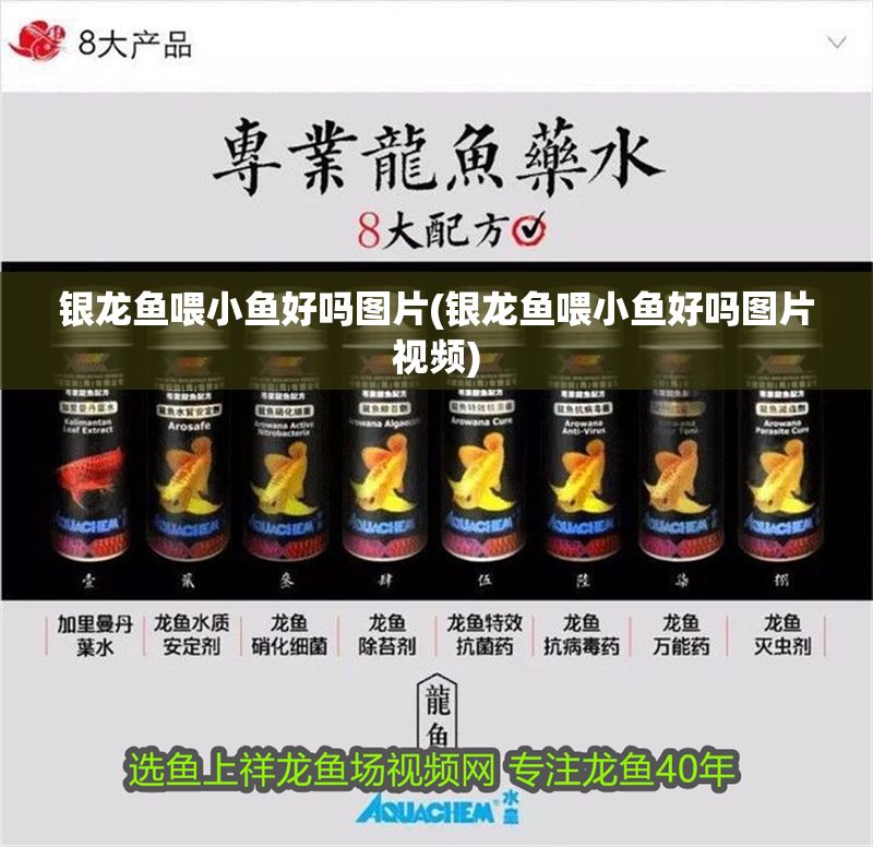 銀龍魚喂小魚好嗎圖片(銀龍魚喂小魚好嗎圖片視頻)