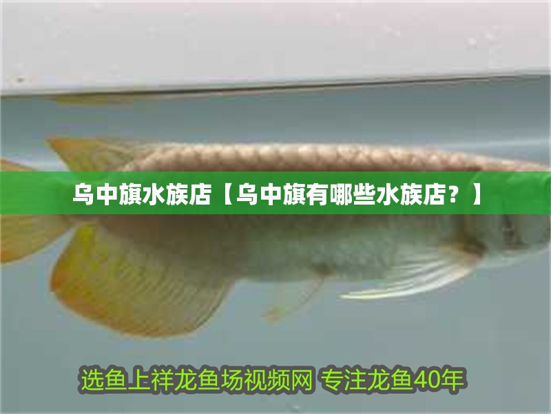 烏中旗水族店【烏中旗有哪些水族店？】