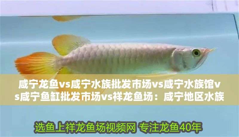 咸寧龍魚vs咸寧水族批發市場vs咸寧水族館vs咸寧魚缸批發市場vs祥龍魚場：咸寧地區水族市場及相關場所