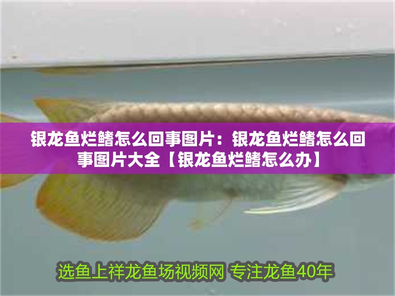 銀龍魚爛鰭怎么回事圖片：銀龍魚爛鰭怎么回事圖片大全【銀龍魚爛鰭怎么辦】