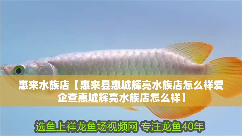 惠來水族店【惠來縣惠城輝亮水族店怎么樣愛企查惠城輝亮水族店怎么樣】