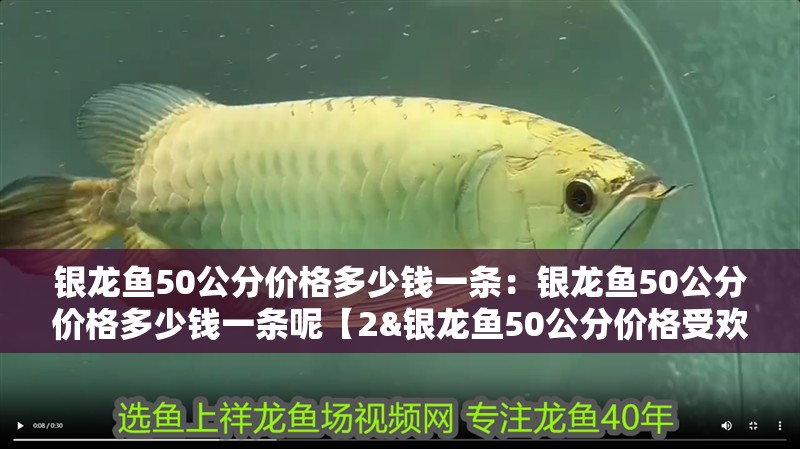 銀龍魚50公分價格多少錢一條：銀龍魚50公分價格多少錢一條呢【2&銀龍魚50公分價格受歡迎的本質區別】