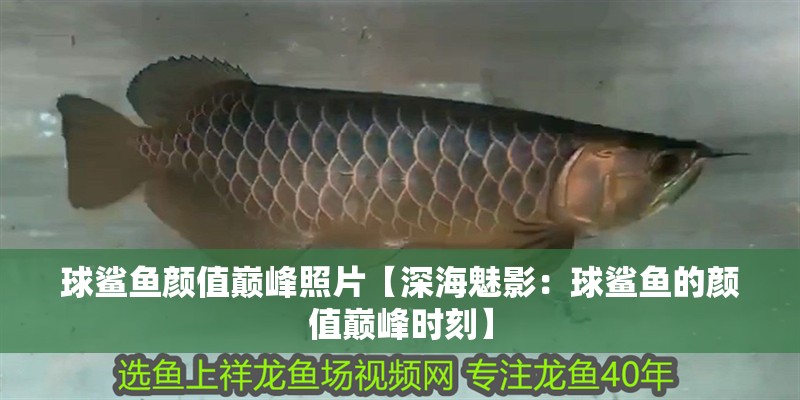 球鯊魚顏值巔峰照片【深海魅影：球鯊魚的顏值巔峰時刻】